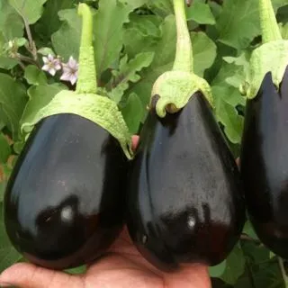 Compra BERENJENA GORDITA F1 (1.000 Semillas) en la tienda online Fito Agrícola