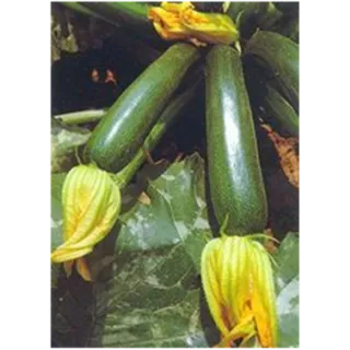 Compra CALABACÍN DIAMANT F1 (1.000 Semillas) en la tienda online Fito Agrícola