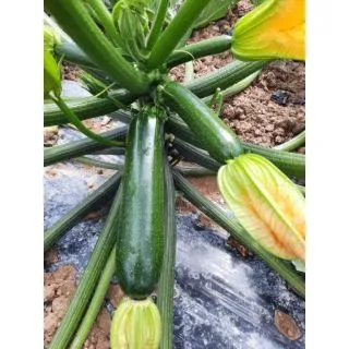 Compra CALABACÍN JAGO F1 (1.000 Semillas) en la tienda online Fito Agrícola