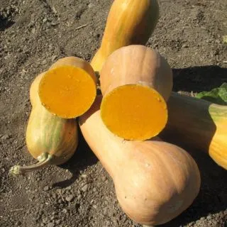 Compra CALABAZA LIZZARD F1 (1000 Semillas). en la tienda online Fito Agrícola