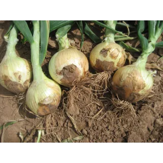 Compra CEBOLLA TOP STAR F1 (500 gr.). en la tienda online Fito Agrícola