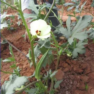 Compra OKRA SHANKAR F1 (1000 Semillas). en la tienda online Fito Agrícola