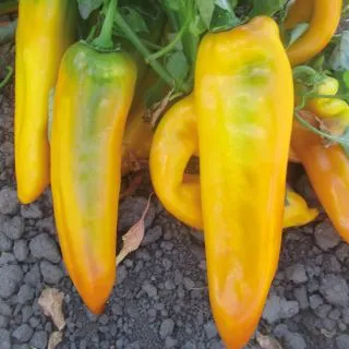 Compra PIMIENTO YELLOWBAR F1 (1000 Semillas). en la tienda online Fito Agrícola