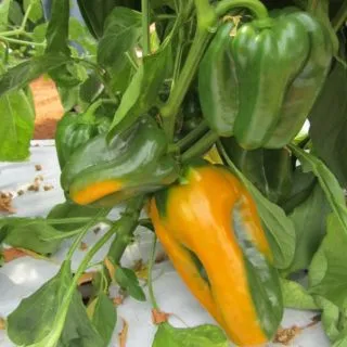 Compra PIMIENTO GOLDEN IMPERATOR F1 (1000 Semillas). en la tienda online Fito Agrícola