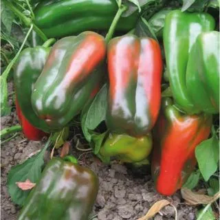 Compra PIMIENTO RED IMPERATOR F1 (1000 Semillas). en la tienda online Fito Agrícola