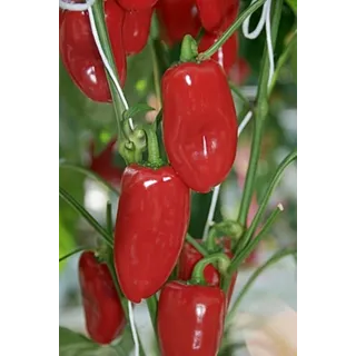 Compra PIMIENTO SNACKING RED F1 (1000 Semillas). en la tienda online Fito Agrícola