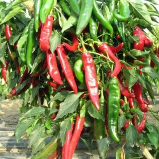 Compra PIMIENTO RED DEVIL F1 (1000 Semillas). en la tienda online Fito Agrícola