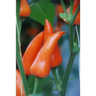 Compra PIMIENTO FRESNO ORANGE F1 (250 Semillas). en la tienda online Fito Agrícola