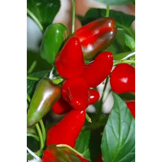 Compra PIMIENTO FRESNO RED F1 (250 Semillas). en la tienda online Fito Agrícola
