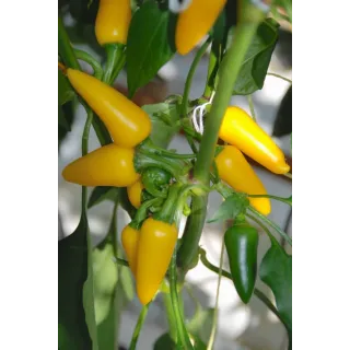 Compra PIMIENTO FRESNO YELLOW F1 (1000 Semillas). en la tienda online Fito Agrícola