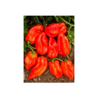 Compra PIMIENTO HABAHOT F1 (1000 Semillas). en la tienda online Fito Agrícola