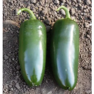 Compra PIMIENTO NEW PARK F1 (1000 Semillas). en la tienda online Fito Agrícola