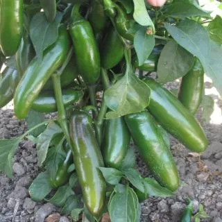 Compra PIMIENTO PICADERO F1 (1000 Semillas). en la tienda online Fito Agrícola