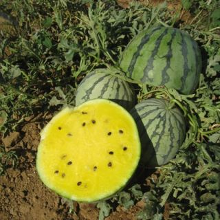 Compra SANDÍA YELLOWIN F1 (1000 Semillas). en la tienda online Fito Agrícola