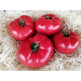 Compra TOMATE EUFORIA F1 (1000 Semillas). en la tienda online Fito Agrícola