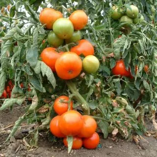 Compra TOMATE MONTALBAN F1 (1000 Semillas). en la tienda online Fito Agrícola