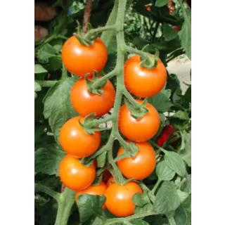 Compra TOMATE BOTTONDORO F1 (1000 Semillas). en la tienda online Fito Agrícola