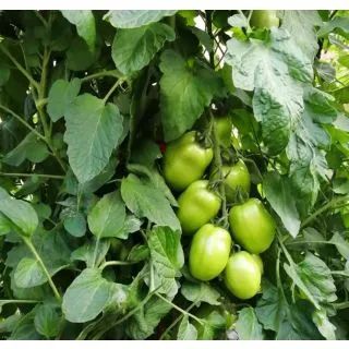 Compra TOMATE BAKARA F1 (1000 Semillas). en la tienda online Fito Agrícola