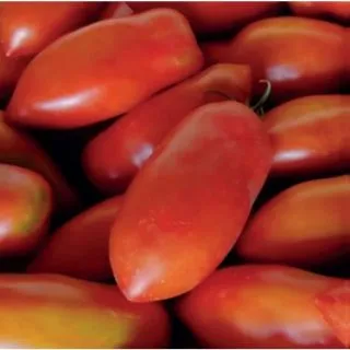 Compra TOMATE NASONE F1 (1000 Semillas). en la tienda online Fito Agrícola