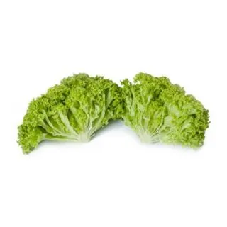 Compra LECHUGA LUGANO RZ Pildorada (5.000 Semillas). en la tienda online Fito Agrícola