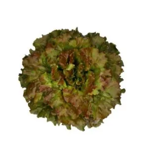 Compra LECHUGA MAGNISKI RZ Pildorada (5.000 Semillas). en la tienda online Fito Agrícola