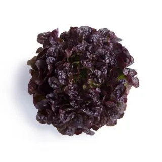 Compra LECHUGA TOTALAI RZ Pildorada (5.000 Semillas). en la tienda online Fito Agrícola