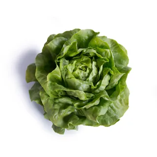 Compra LECHUGA WAGENO RZ Pildorada (5.000 Semillas). en la tienda online Fito Agrícola