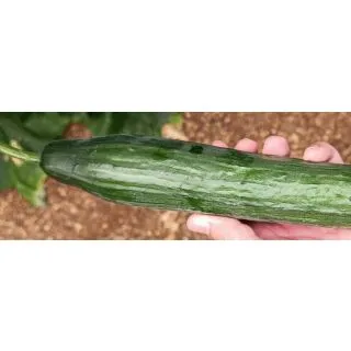 Compra PEPINO VORTICE RZ F1 Precisión (1000 Semillas). en la tienda online Fito Agrícola