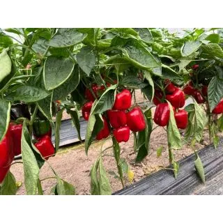 Compra PIMIENTO BEMOL RZ F1 Precisión (1000 semillas). en la tienda online Fito Agrícola