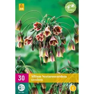Compra ALLIUM SICULUM XXL en la tienda online Fito Agrícola