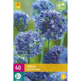 Compra ALLIUM CAERULEUM XXL en la tienda online Fito Agrícola