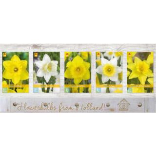 Compra NARCISOS TROMPETA Cofre (200 Unidades). en la tienda online Fito Agrícola