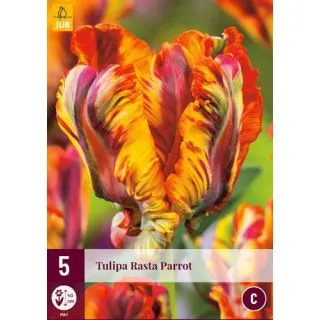 Compra TULIPÁN RASTA PARROT en la tienda online Fito Agrícola
