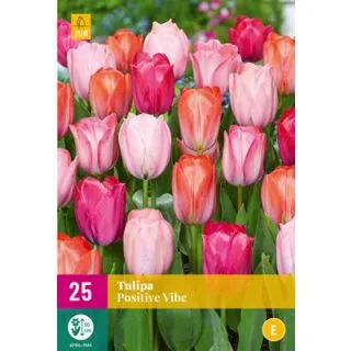 Compra TULIPÁN POSITIVE VIBE XXL en la tienda online Fito Agrícola