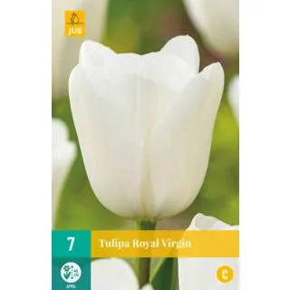 Compra TULIPÁN ROYAL VIRGIN en la tienda online Fito Agrícola