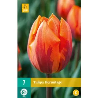 Compra TULIPÁN HERMITAGE en la tienda online Fito Agrícola
