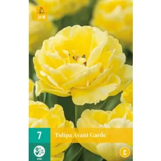 Compra TULIPÁN AVANT GARDE en la tienda online Fito Agrícola