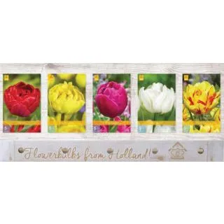 Compra TULIPÁN DOUBLE TEMPRANO Cofre (350 Unidades) en la tienda online Fito Agrícola