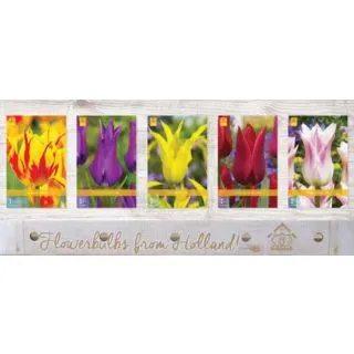 Compra TULIPÁN LILY FLOWERING Cofre (350 Unidades) en la tienda online Fito Agrícola