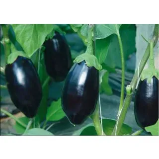 Compra BERENJENA MIRKA F1 ECOLÓGICA (1000 Semillas). en la tienda online Fito Agrícola