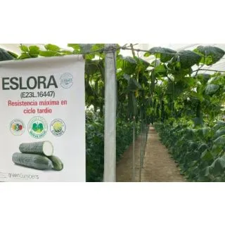 Compra PEPINO ESLORA F1 ECOLÓGICO (1000 Semillas). en la tienda online Fito Agrícola