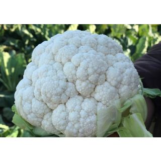 Compra COLIFLOR LHOTSE F1 (2.500 Semillas) en la tienda online Fito Agrícola