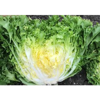 Compra ESCAROLA KATUO Pildorada (10.000 Semillas) en la tienda online Fito Agrícola