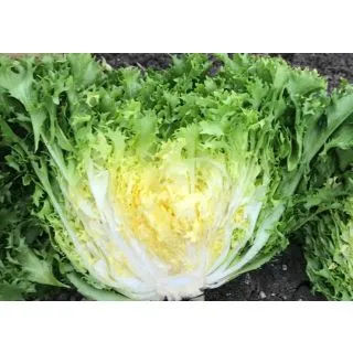 Compra ESCAROLA KATUO Pildorada (10.000 Semillas) en la tienda online Fito Agrícola