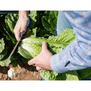 Compra LECHUGA ADICAMP Pildorada (10.000 Semillas) en la tienda online Fito Agrícola