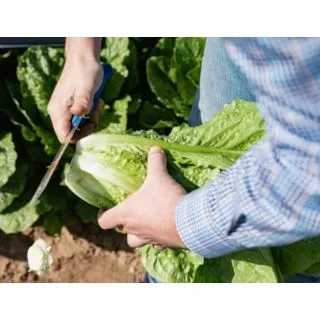 Compra LECHUGA ADICAMP Pildorada (10.000 Semillas) en la tienda online Fito Agrícola