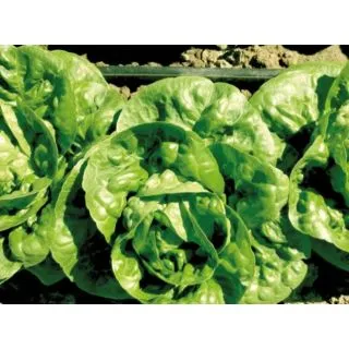 Compra LECHUGA AKIENS Pildorada (10.000 Semillas) en la tienda online Fito Agrícola