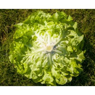 Compra LECHUGA ALZEVIR Pildorada (10.000 Semillas) en la tienda online Fito Agrícola