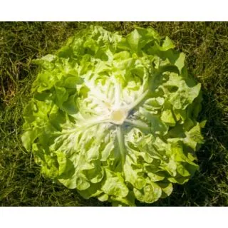 Compra LECHUGA ALZEVIR Pildorada (10.000 Semillas) en la tienda online Fito Agrícola