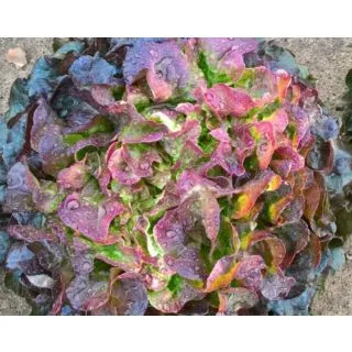 Compra LECHUGA ANIMIX Pildorada (10.000 Semillas) en la tienda online Fito Agrícola